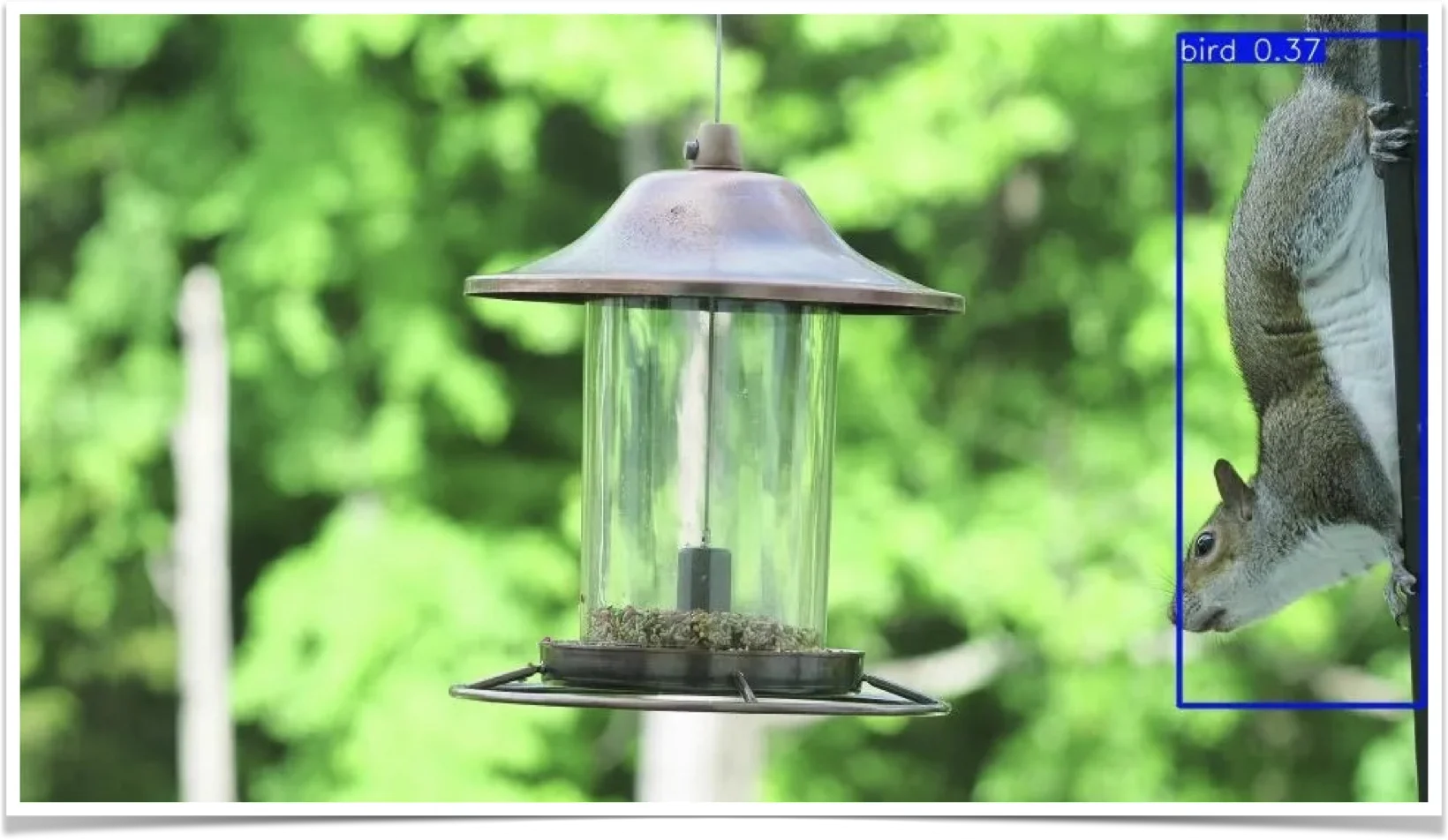 Squirrel at bird feeder